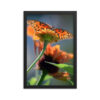 Gulf Fritillary Butterfly Framed Art-DSC_0027 Framed Poster - Image 5