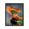 Gulf Fritillary Butterfly Framed Art-DSC_0027 Framed Poster - Image 6