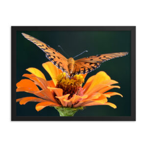Gulf Fritillary Butterfly Framed Art-DSC_0030 Framed Poster