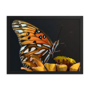 Gulf Fritillary Butterfly Framed Art-DSC_0020 Framed Poster