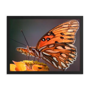 Gulf Fritillary Butterfly Framed Art-DSC_0025 Framed Poster