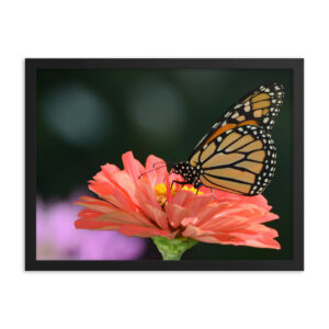 Monarch Butterfly - DSC_0046_01 Framed Poster