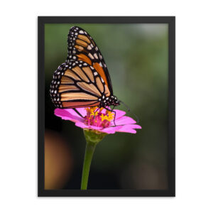 Monarch Butterfly-DSC_0084 Framed Poster