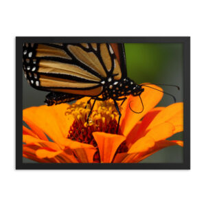 Monarch Butterfly-DSC_0099 Framed Poster