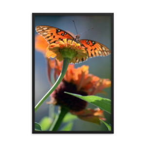 Gulf Fritillary Butterfly Framed Art-DSC_0027 Framed Poster